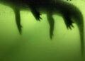 Anastasia Samoylova: Capturing the Beauty and Dread of Florida’s Declining Landscapes