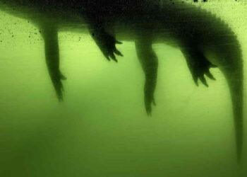 Anastasia Samoylova: Capturing the Beauty and Dread of Florida’s Declining Landscapes