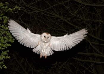 Why Barn Owls’ White Feathers Make Them Better Hunters - Education Images/Universal Images Group Editorial/Getty Images