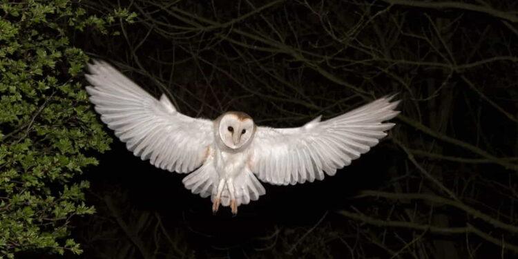 Why Barn Owls’ White Feathers Make Them Better Hunters - Education Images/Universal Images Group Editorial/Getty Images
