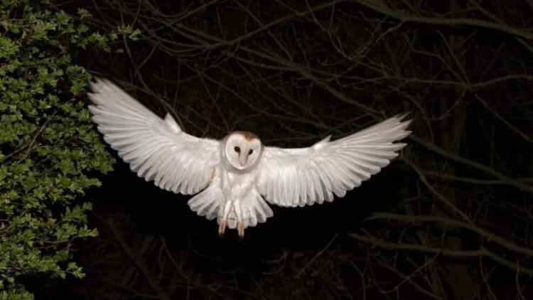Why Barn Owls’ White Feathers Make Them Better Hunters - Education Images/Universal Images Group Editorial/Getty Images