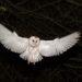 Why Barn Owls’ White Feathers Make Them Better Hunters - Education Images/Universal Images Group Editorial/Getty Images
