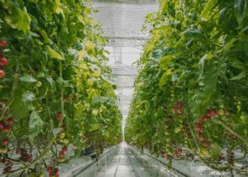 Cooling Greenhouses Without Losing Light: A New Solution for Farmers - Courtesy iyris