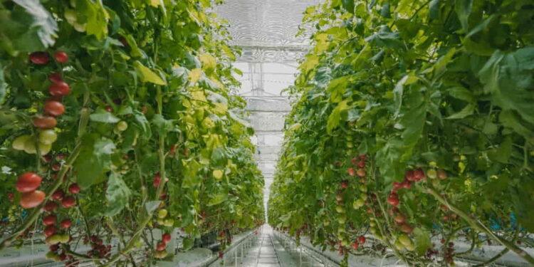 Cooling Greenhouses Without Losing Light: A New Solution for Farmers - Courtesy iyris