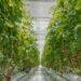 Cooling Greenhouses Without Losing Light: A New Solution for Farmers - Courtesy iyris