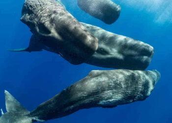 Researchers Discover Sperm Whale Phonetic System with AI - Amanda Cotton/Project CETI
