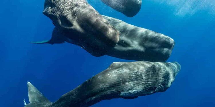 Researchers Discover Sperm Whale Phonetic System with AI - Amanda Cotton/Project CETI