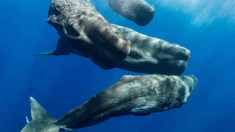 Researchers Discover Sperm Whale Phonetic System with AI - Amanda Cotton/Project CETI