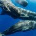 Researchers Discover Sperm Whale Phonetic System with AI - Amanda Cotton/Project CETI