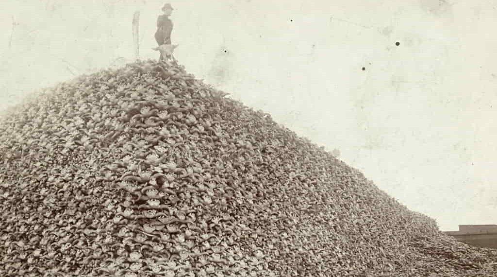 The Hidden Truth Behind the Iconic Bison Skull Mountain Photo