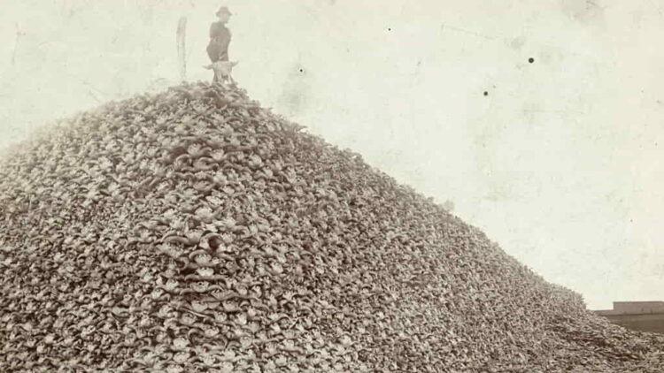 The Hidden Truth Behind the Iconic Bison Skull Mountain Photo