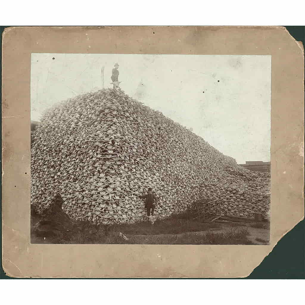 The Hidden Truth Behind the Iconic Bison Skull Mountain Photo