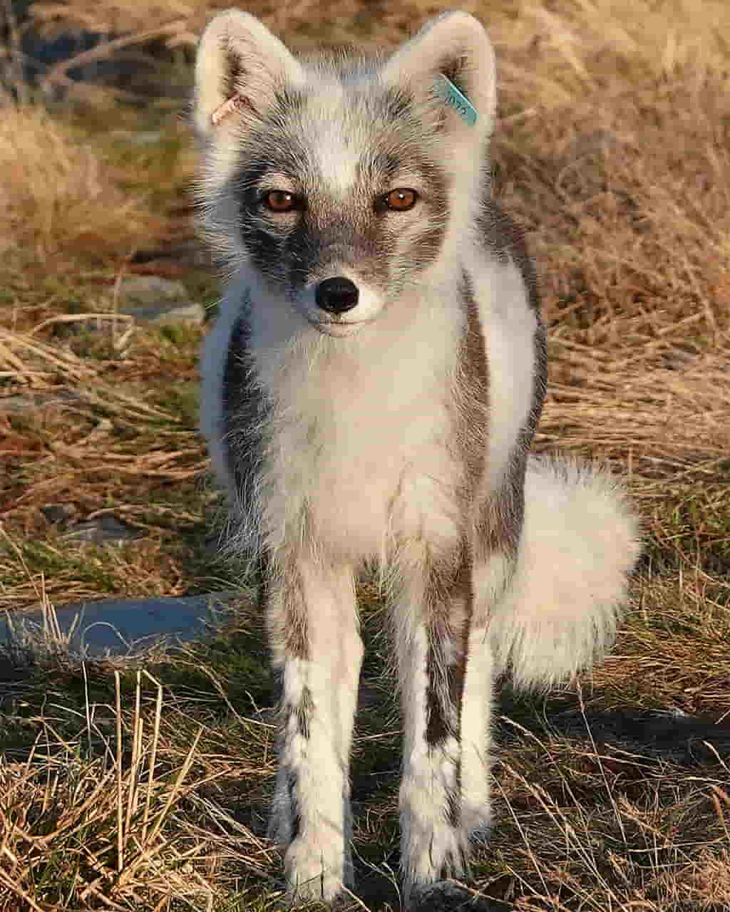 Can Arctic Foxes Survive Climate Change? Conservation Projects in Norway, Sweden, and Finland