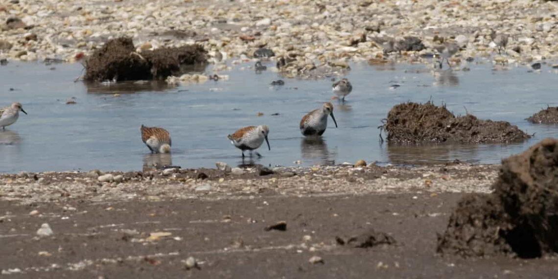 Tracking Flu Viruses in Bird Poop: A Key to Pandemic Prevention - Dr. Robert Webster and Dr. Pamela McKenzie take samples of bird poop on Reeds Beach, New Jersey. CNN