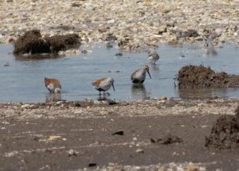 Tracking Flu Viruses in Bird Poop: A Key to Pandemic Prevention - Dr. Robert Webster and Dr. Pamela McKenzie take samples of bird poop on Reeds Beach, New Jersey. CNN