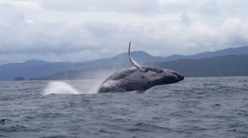Climate Change and Conservation: The Whale That Traveled the World