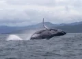 Climate Change and Conservation: The Whale That Traveled the World