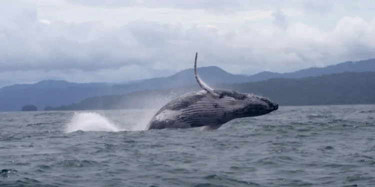 Climate Change and Conservation: The Whale That Traveled the World