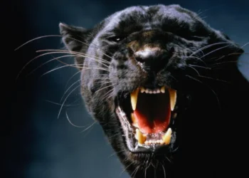 Big Cats in Scotland: The Ongoing Hunt for Answers - Getty Images