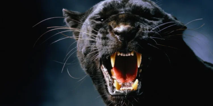 Big Cats in Scotland: The Ongoing Hunt for Answers - Getty Images