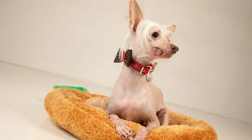 Rescue Dog Muppet Named Britain's Ugliest Dog