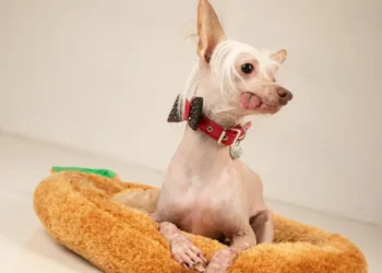Rescue Dog Muppet Named Britain's Ugliest Dog