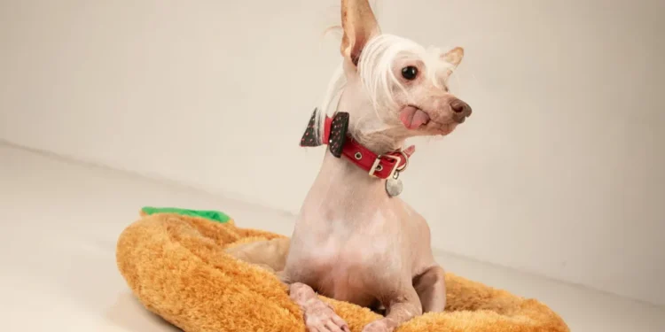Rescue Dog Muppet Named Britain's Ugliest Dog