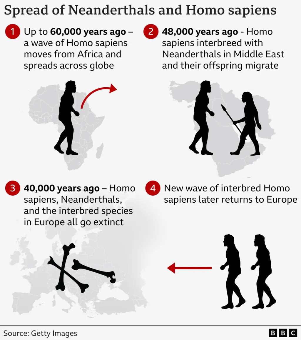 The Surprising Role of Neanderthals in Human Evolution