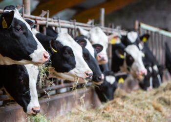 Avian Influenza and Raw Milk: How the Outbreak Is Spreading in California