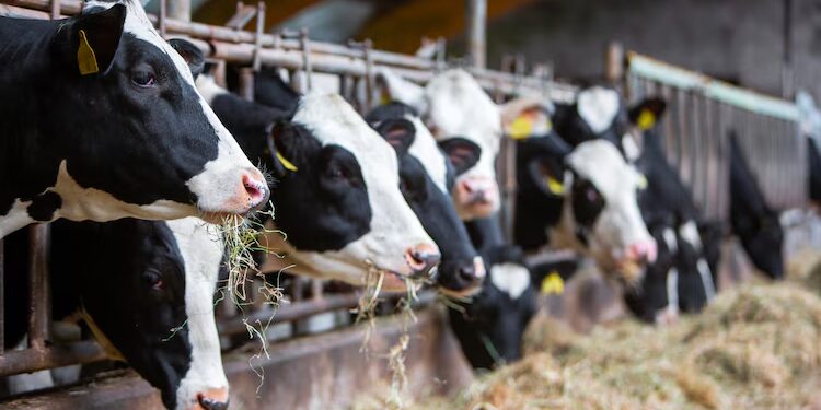 Avian Influenza and Raw Milk: How the Outbreak Is Spreading in California