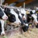 Avian Influenza and Raw Milk: How the Outbreak Is Spreading in California
