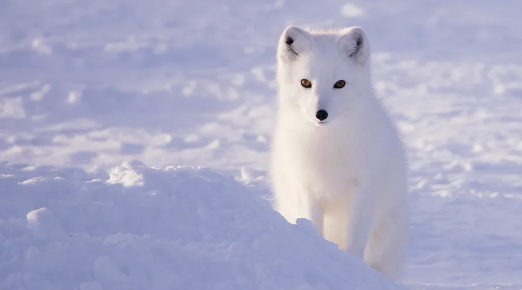 Can Arctic Foxes Survive Climate Change? Conservation Projects in Norway, Sweden, and Finland