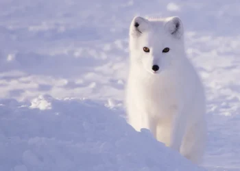 Can Arctic Foxes Survive Climate Change? Conservation Projects in Norway, Sweden, and Finland