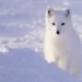 Can Arctic Foxes Survive Climate Change? Conservation Projects in Norway, Sweden, and Finland