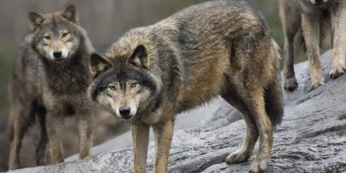 Sweden’s Growing Anti-Wolf Sentiment Sparks Debate on Conservation - Jonas Ekstromer/Scanpix Sweden/AP