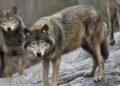 Sweden’s Growing Anti-Wolf Sentiment Sparks Debate on Conservation - Jonas Ekstromer/Scanpix Sweden/AP