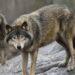 Sweden’s Growing Anti-Wolf Sentiment Sparks Debate on Conservation - Jonas Ekstromer/Scanpix Sweden/AP