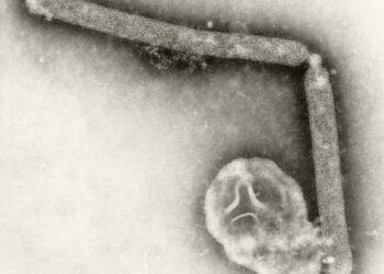 CDC: Bird Flu Virus May Have Changed, But No Human-to-Human Spread Yet- Cynthia Goldsmith, Jackie Katz/CDC via AP, File