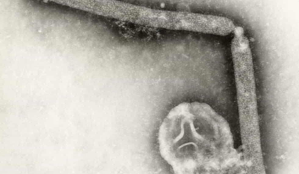 CDC: Bird Flu Virus May Have Changed, But No Human-to-Human Spread Yet- Cynthia Goldsmith, Jackie Katz/CDC via AP, File