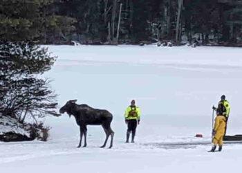 New York Team Saves Moose from Falling Through Ice on Lake Abanakee - New York State’s Department of Environmental Conservation photo via AP