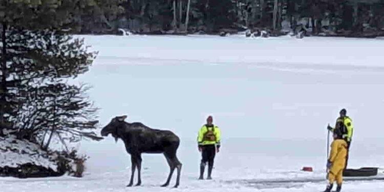 New York Team Saves Moose from Falling Through Ice on Lake Abanakee - New York State’s Department of Environmental Conservation photo via AP
