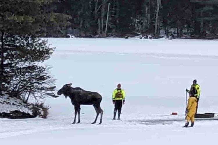New York Team Saves Moose from Falling Through Ice on Lake Abanakee - New York State’s Department of Environmental Conservation photo via AP