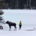 New York Team Saves Moose from Falling Through Ice on Lake Abanakee - New York State’s Department of Environmental Conservation photo via AP