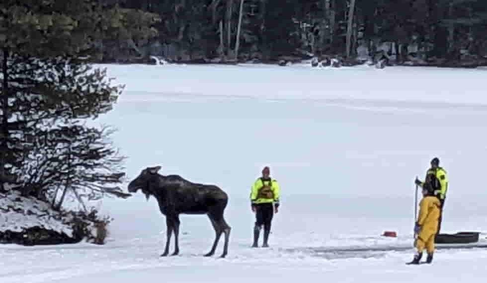 New York Team Saves Moose from Falling Through Ice on Lake Abanakee - New York State’s Department of Environmental Conservation photo via AP