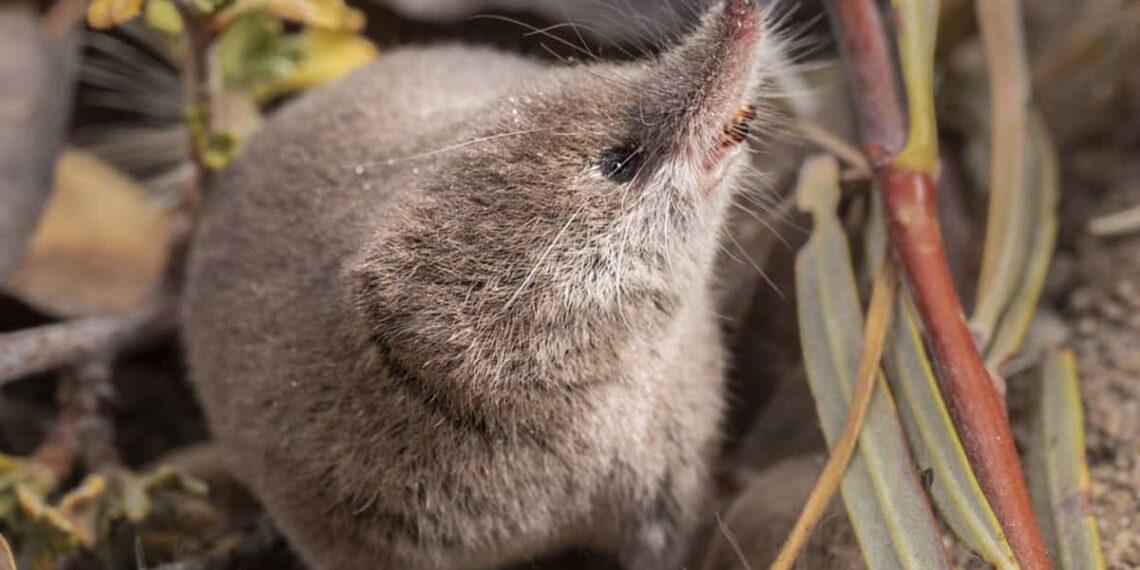 The Mount Lyell Shrew's Historic Camera Capture and Conservation Impact - Vishal Subramanyan, Prakrit Jain, and Harper Forbes