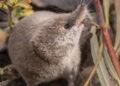 The Mount Lyell Shrew's Historic Camera Capture and Conservation Impact - Vishal Subramanyan, Prakrit Jain, and Harper Forbes