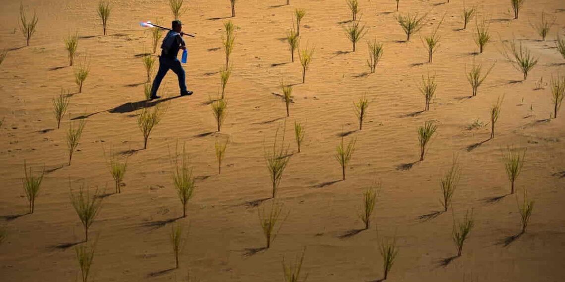 How Ant Forest Turns Everyday Actions Into Environmental Impact - AntGroup via BBC/ Photo