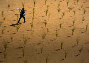 How Ant Forest Turns Everyday Actions Into Environmental Impact - AntGroup via BBC/ Photo