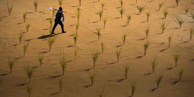 How Ant Forest Turns Everyday Actions Into Environmental Impact - AntGroup via BBC/ Photo