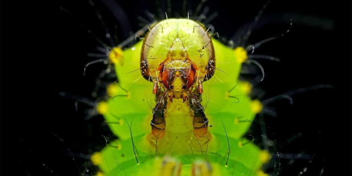 Could Caterpillar Venoms Lead to Breakthrough Treatments? - Getty Images